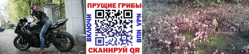 Галлюциногенные грибы Cubensis  сайты даркнета Telegram  Ардон 